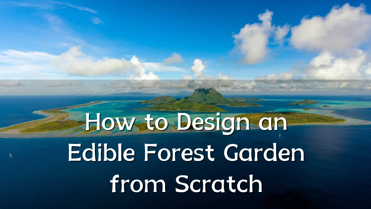 How to Design an Edible Forest Garden from Scratch