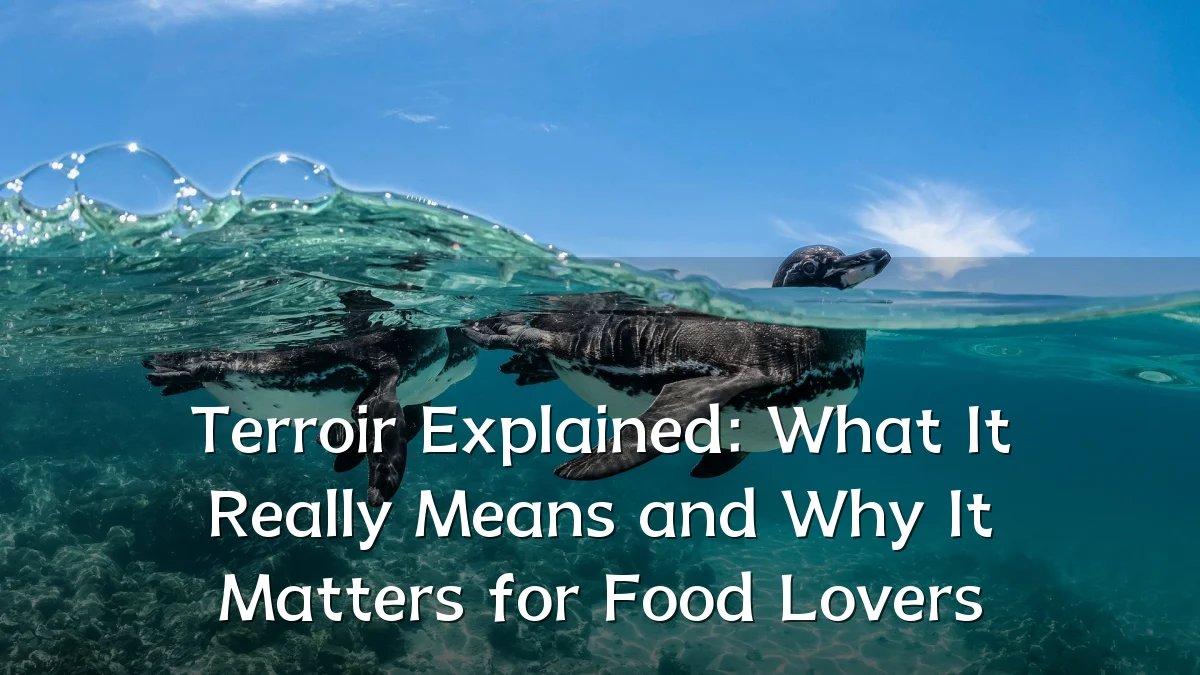 Terroir Explained: What It Really Means and Why It Matters for Food Lovers