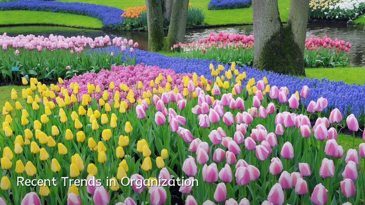 Recent Trends in Organization